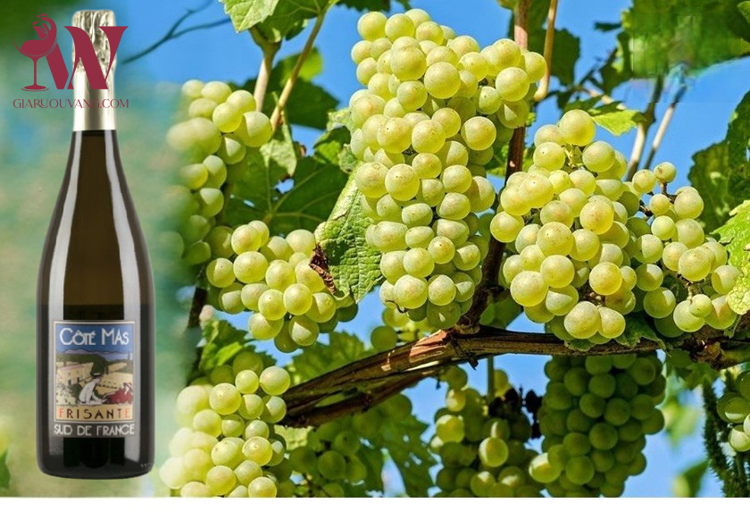 VANG PHÁP COTE MAS FRISANTE BLANS DE BLANS PIQUEPOUL CHARDONNAY