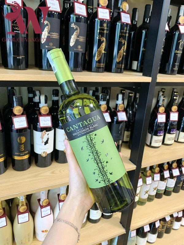 VANG TRẮNG CHILE CANTAGUA SAUVIGNON BLANC 12,5 ĐỘ