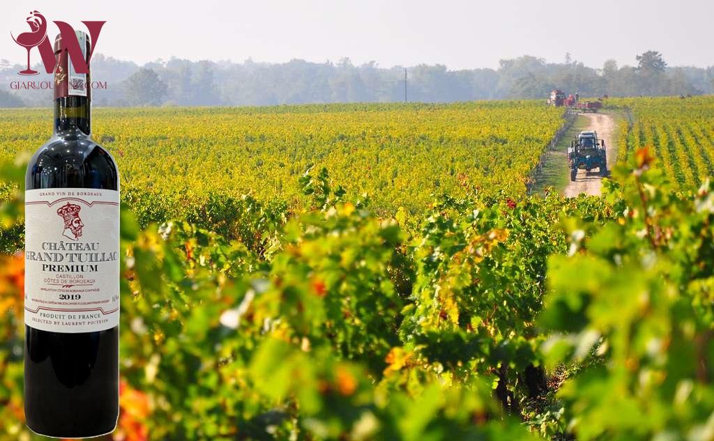 VANG PHÁP CHATEAU GRAND TUILLAC PREMIUM 2019