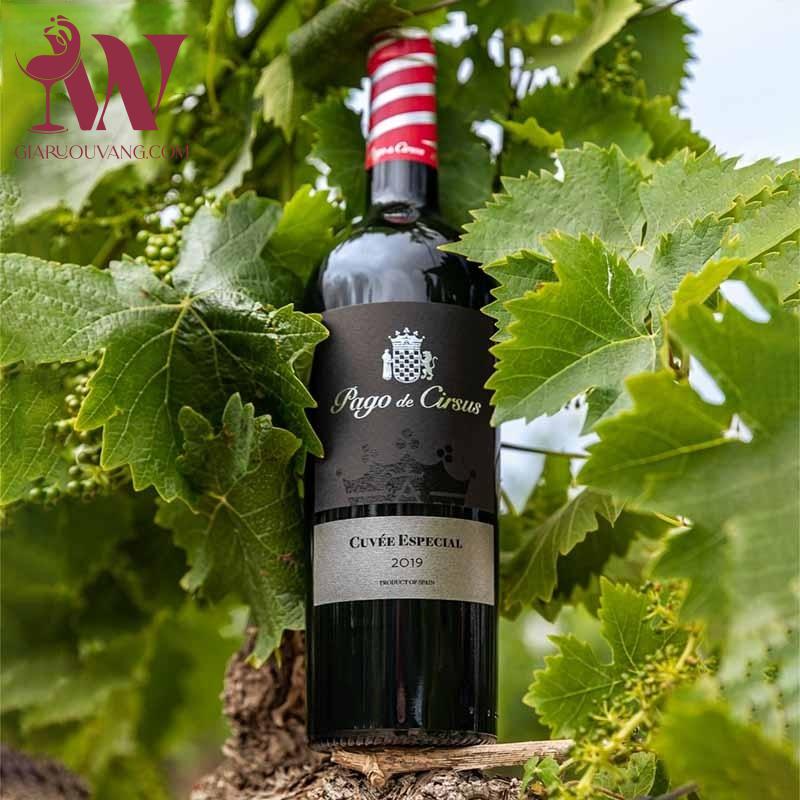 RƯỢU VANG PAGO DE CIRSUS CUVEE ESPECIAL 15 ĐỘ