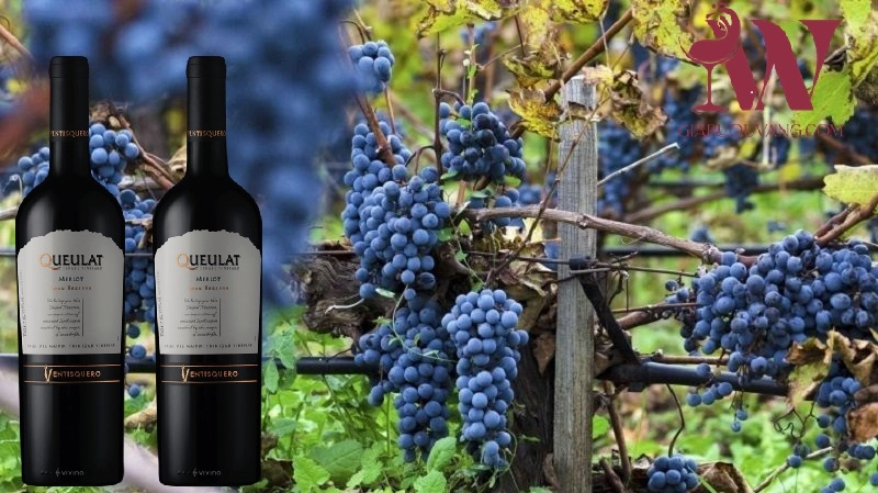 VANG CHILE QUEULAT GRAN RESERVA MERLOT RẺ